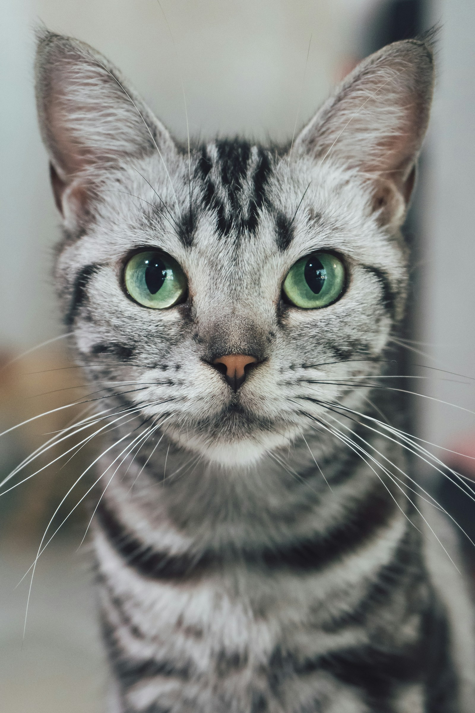 Luna, a curious gray tabby cat